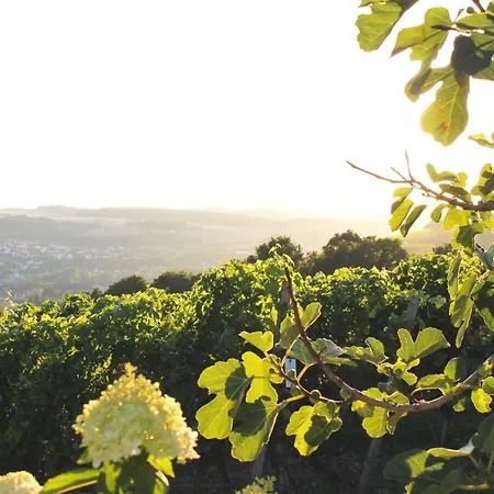 Colle Divino * Wurzburg