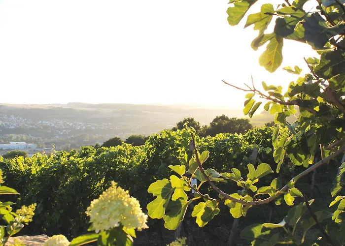 Colle Divino * فورتسبورغ